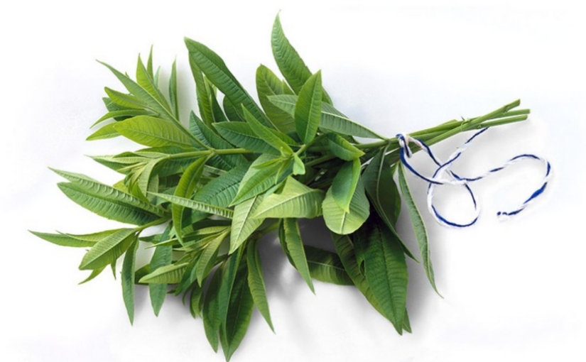 레몬버베나 효능과 다이어트 효과🍋🌿 + 활용 아이템 추천